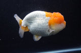Lionchu  Red White 4.5 Inch (ID#228R12b-102) Free2Day SHIPPING