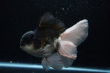 Thai Oranda  Panda 6 Inch (ID#1203To6b-106)