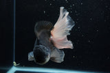 Thai Oranda  Panda 6 Inch (ID#1203To6b-106)