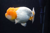 Lionchu  Red White 4.5 Inch (ID#228R12b-102) Free2Day SHIPPING