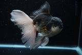 Thai Oranda  Panda 6 Inch (ID#1203To6b-106)