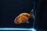 Baby Ranchu  Calico 3 Inch (ID#1217R9c-38) Free2Day SHIPPING