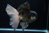 Thai Oranda  Panda 6 Inch (ID#1203To6b-106)