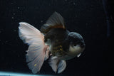 Thai Oranda  Panda 6 Inch (ID#1203To6b-106)