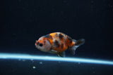 Baby Ranchu  Calico 2.5 Inch (ID#1217R9c-39) Free2Day SHIPPING