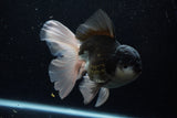 Thai Oranda  Panda 6 Inch (ID#1203To6b-106)