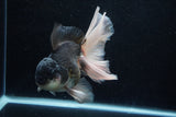 Thai Oranda  Panda 6 Inch (ID#1203To6b-106)