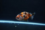 Baby Ranchu  Calico 2.5 Inch (ID#1217R9c-39) Free2Day SHIPPING