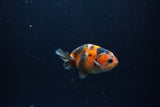 Baby Ranchu  Calico 2.5 Inch (ID#1217R9c-39) Free2Day SHIPPING