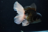 Thai Oranda  Panda 6 Inch (ID#1203To6b-106)