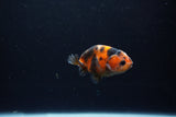 Baby Ranchu  Calico 2.5 Inch (ID#1217R9c-39) Free2Day SHIPPING