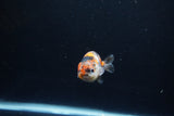 Baby Ranchu  Calico 2.5 Inch (ID#1217R9c-39) Free2Day SHIPPING