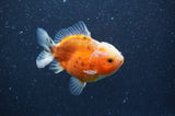 Yuan Bao Oranda  Calico 3.5 Inch (ID#408Yb10b-48) Free2Day SHIPPING