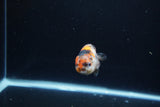 Baby Ranchu  Calico 2.5 Inch (ID#1217R9c-39) Free2Day SHIPPING