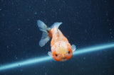 Yuan Bao Oranda  Calico 3.5 Inch (ID#408Yb10b-48) Free2Day SHIPPING