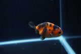 Baby Ranchu  Calico 2.5 Inch (ID#1217R9c-39) Free2Day SHIPPING