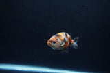 Baby Ranchu  Calico 2.5 Inch (ID#1217R9c-39) Free2Day SHIPPING