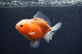 Yuan Bao Oranda  Calico 3.5 Inch (ID#408Yb10b-48) Free2Day SHIPPING