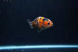 Baby Ranchu  Calico 2.5 Inch (ID#1217R9c-39) Free2Day SHIPPING