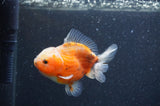 Yuan Bao Oranda  Calico 3.5 Inch (ID#408Yb10b-48) Free2Day SHIPPING