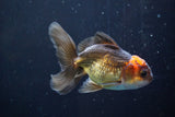 Juvenile Thai Oranda  Red Black 4 Inch (ID#830To13bpt6-63) Free2Day SHIPPING