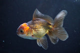 Juvenile Thai Oranda  Red Black 4 Inch (ID#830To13bpt6-63) Free2Day SHIPPING