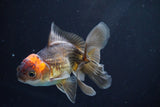 Juvenile Thai Oranda  Red Black 4 Inch (ID#830To13bpt6-63) Free2Day SHIPPING