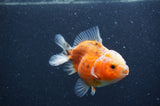 Yuan Bao Oranda  Calico 3.5 Inch (ID#408Yb10b-48) Free2Day SHIPPING