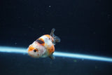 Baby Ranchu  Calico 2.5 Inch (ID#1217R9c-40) Free2Day SHIPPING