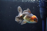 Juvenile Thai Oranda  Red Black 4 Inch (ID#830To13bpt6-63) Free2Day SHIPPING