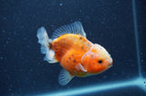 Yuan Bao Oranda  Calico 3.5 Inch (ID#408Yb10b-48) Free2Day SHIPPING