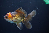 Juvenile Thai Oranda  Red Black 4 Inch (ID#830To13bpt6-63) Free2Day SHIPPING