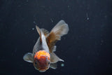 Juvenile Thai Oranda  Red Black 4 Inch (ID#830To13bpt6-63) Free2Day SHIPPING