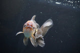 Juvenile Thai Oranda  Red Black 4 Inch (ID#830To13bpt6-63) Free2Day SHIPPING