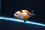 Baby Ranchu  Calico 2.5 Inch (ID#1217R9c-40) Free2Day SHIPPING