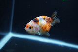 Baby Ranchu  Calico 2.5 Inch (ID#1217R9c-40) Free2Day SHIPPING