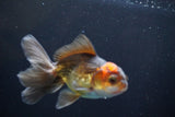 Juvenile Thai Oranda  Red Black 4 Inch (ID#830To13bpt6-63) Free2Day SHIPPING