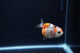 Baby Ranchu  Calico 2.5 Inch (ID#1217R9c-40) Free2Day SHIPPING