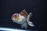 Juvenile Thai Oranda  Panda 3.5 Inch (ID#830To13bpt6-64) Free2Day SHIPPING