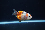 Baby Ranchu  Calico 2.5 Inch (ID#1217R9c-40) Free2Day SHIPPING