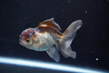 Juvenile Thai Oranda  Panda 3.5 Inch (ID#830To13bpt6-64) Free2Day SHIPPING