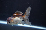 Juvenile Thai Oranda  Panda 3.5 Inch (ID#830To13bpt6-64) Free2Day SHIPPING