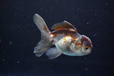 Juvenile Thai Oranda  Panda 3.5 Inch (ID#830To13bpt6-64) Free2Day SHIPPING