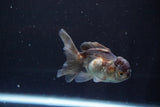 Juvenile Thai Oranda  Panda 3.5 Inch (ID#830To13bpt6-64) Free2Day SHIPPING