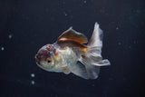 Juvenile Thai Oranda  Panda 3.5 Inch (ID#830To13bpt6-64) Free2Day SHIPPING