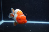 Lionchu  Red White 4 Inch (ID#228R12b-105) Free2Day SHIPPING