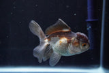 Juvenile Thai Oranda  Panda 3.5 Inch (ID#830To13bpt6-64) Free2Day SHIPPING