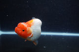 Lionchu  Red White 4 Inch (ID#228R12b-105) Free2Day SHIPPING