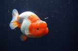 Lionchu  Red White 4 Inch (ID#228R12b-105) Free2Day SHIPPING