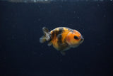 Baby Ranchu  Calico 2.5 Inch (ID#1217R9c-41) Free2Day SHIPPING